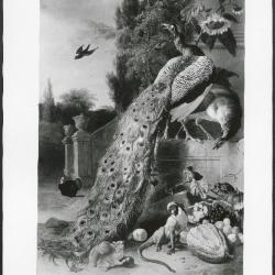 Image for K00M1 - Photograph, circa 1930s-1960s