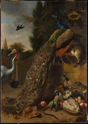 Image for Peacocks